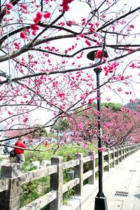 Flower tree in city against sky