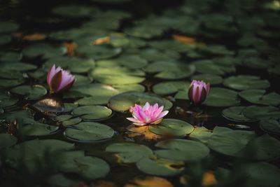 Lotus water lily in pond