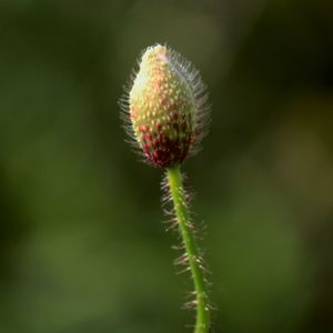 Close-up of flower against blurred background