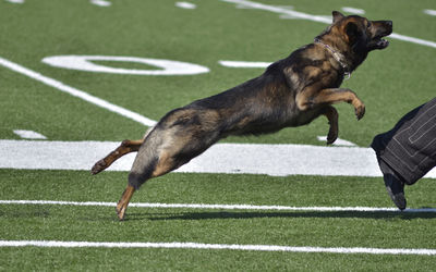 Low section of owner with police dog on field during training