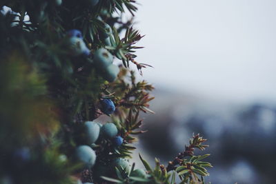 Close up of juniper berries