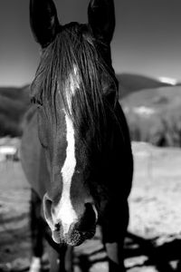 Close-up of a horse