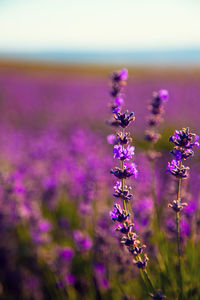 Close-up of purple flowering plant