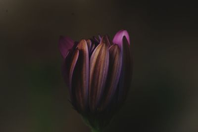 Close-up of pink tulip flower