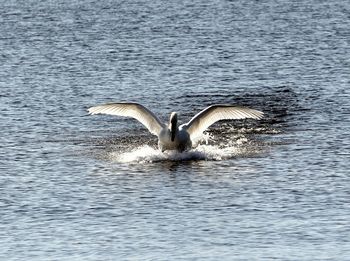 Seagull flying over lake