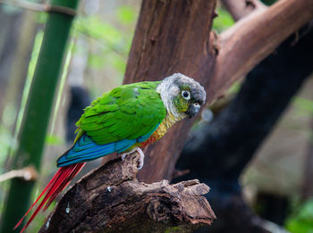 Close-up of parrot perching on tree