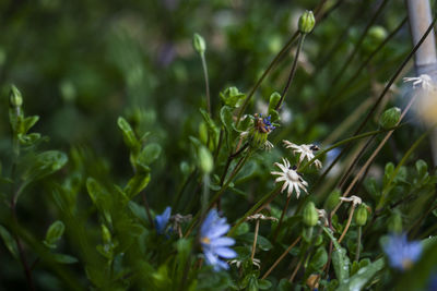 Close-up of flowering plant