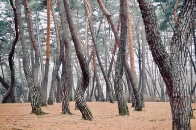 Trees in forest