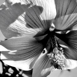 Close-up of flower