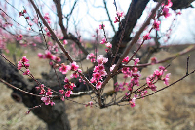 Close-up of pink cherry blossom