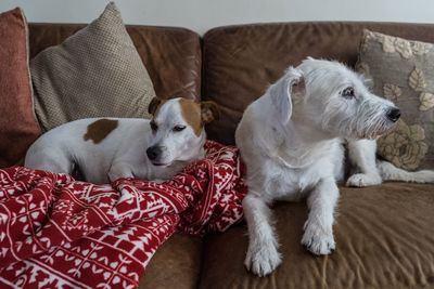 View of dogs relaxing on sofa at home