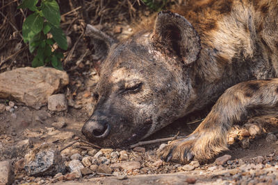 Close-up of hyena