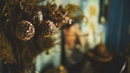 Close-up of pine cone