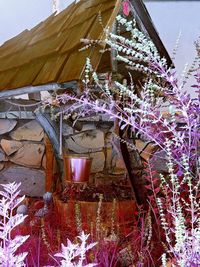 Low angle view of flowering plants on abandoned building