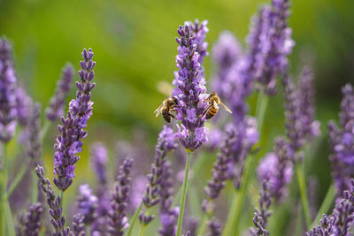 Close-up of insect on purple flowering plant