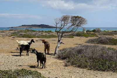 Horses on field by sea against sky