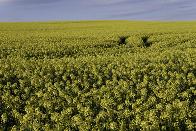 Scenic view of field against sky