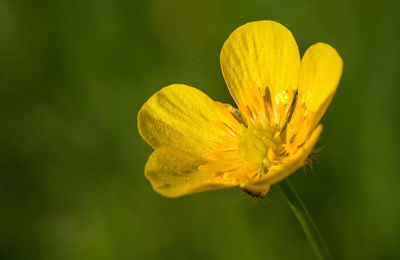 Close-up of yellow flower blooming outdoors