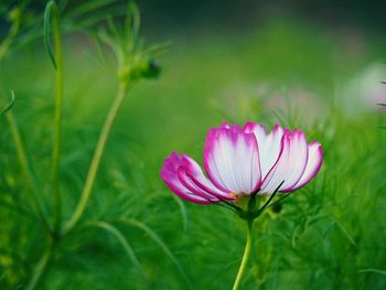 Close-up of pink flowers blooming in field