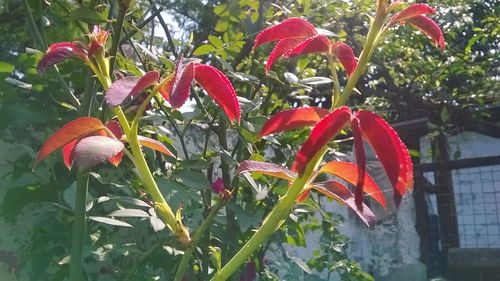 Close-up of red flowering plant