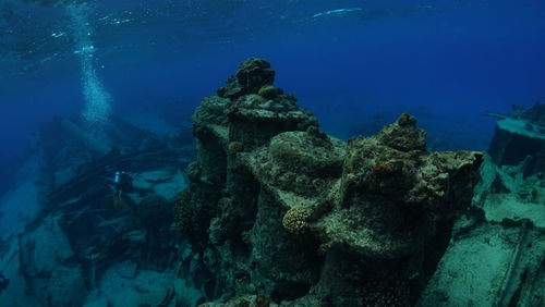 High angle view of fish swimming in sea