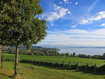 Scenic view of agricultural field against sky