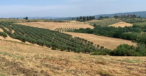 Scenic view of agricultural field against sky