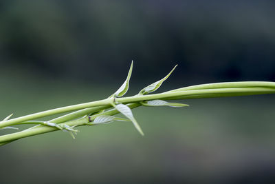 Close-up of plant