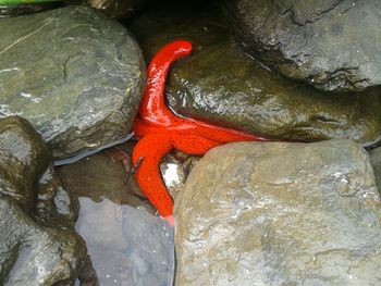 Close-up of red turtle on rock