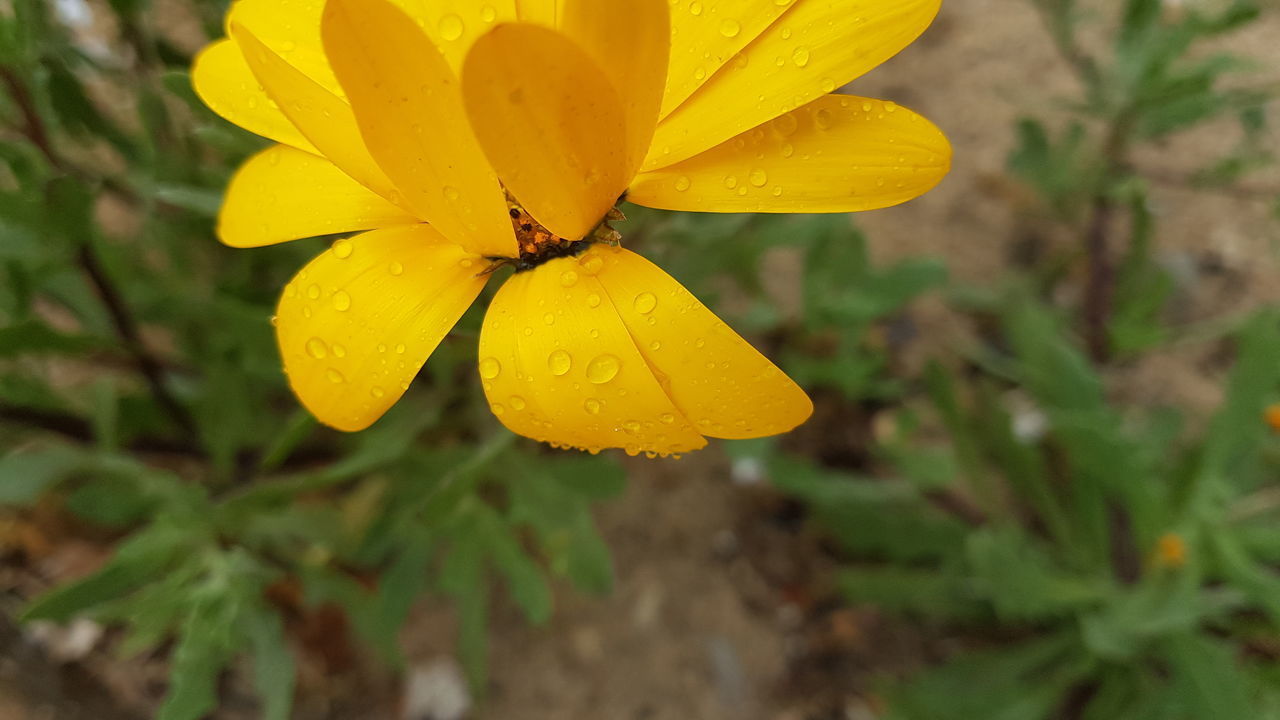 CLOSE-UP OF RAINDROPS ON YELLOW ROSE