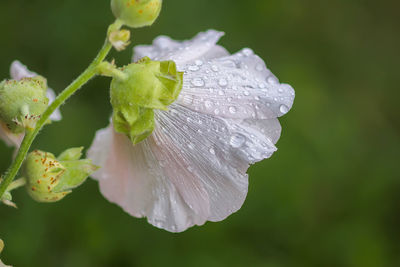 Close-up of raindrops on leaf