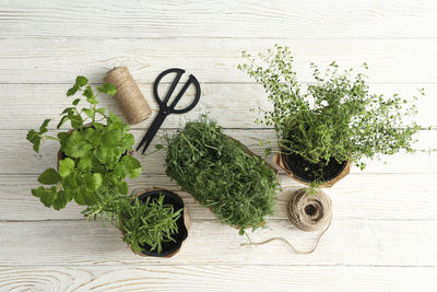 High angle view of potted plant on table