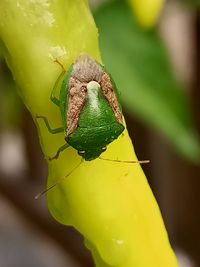 Close-up of insect on leaf