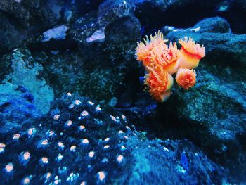 Close-up of coral in sea