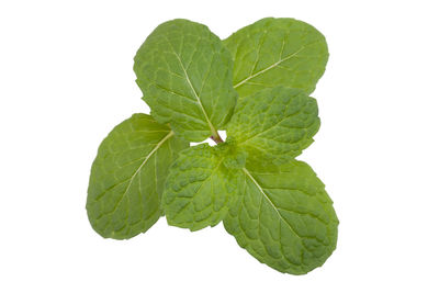 High angle view of green leaves on white background