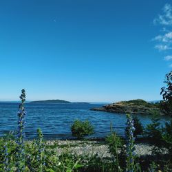 Scenic view of sea against clear blue sky