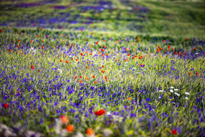 Full frame shot of flowers