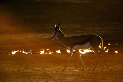 Springbok