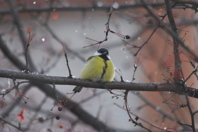 Bird perching on branch