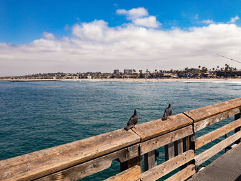 Birds perching on sea by city against sky