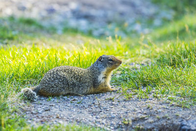 Side view of a reptile on field