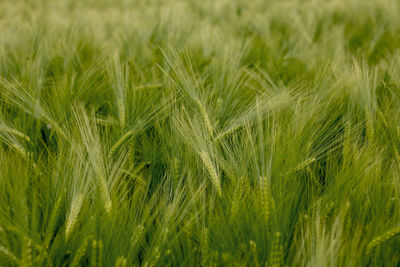 Full frame shot of wheat field