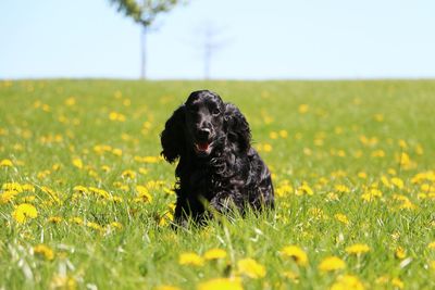 Dog looking away on field