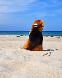 Dog on beach