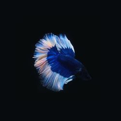 Close-up of blue over black background