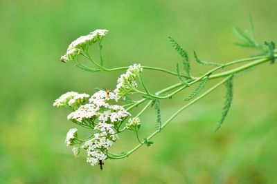 Close-up of flowering plant