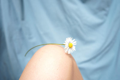 Close-up of woman hand on white daisy flower