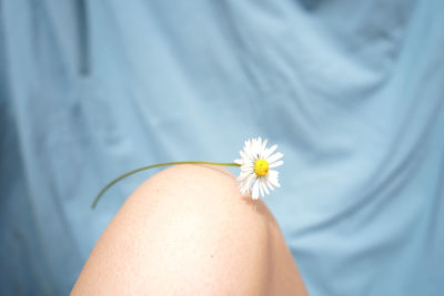 Midsection of woman with daisy flower against blue textile