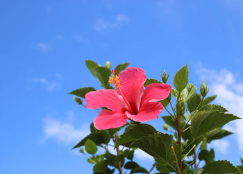 Close-up of red hibiscus flower against blue sky