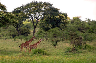 Horse standing in a field